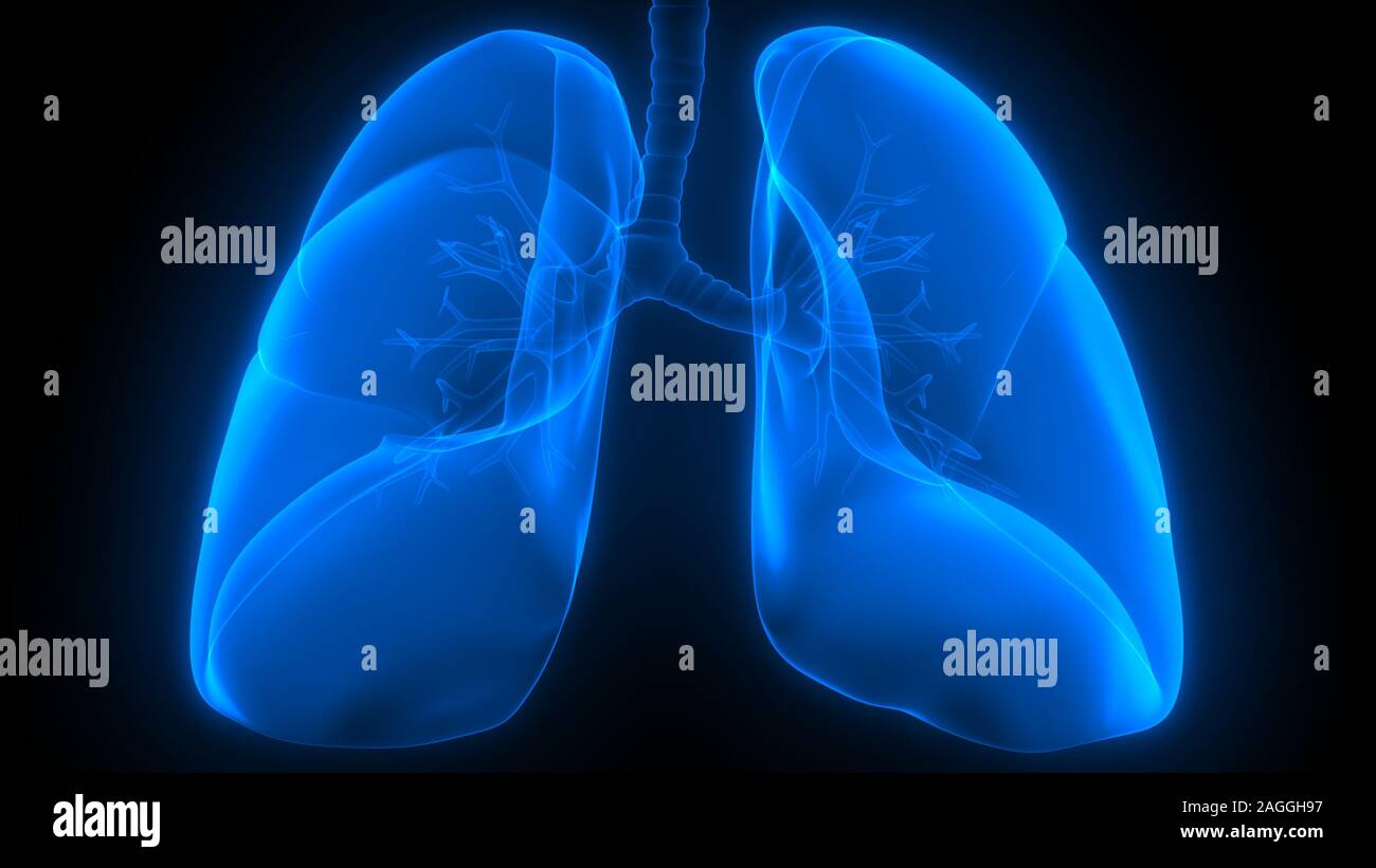 Poumons une partie du système respiratoire humain Anatomy X-ray 3D rendu Banque D'Images