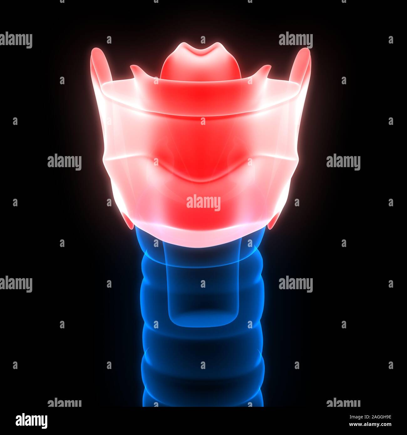 Organes internes humains larynx Anatomie rendu 3D par rayons X. Banque D'Images