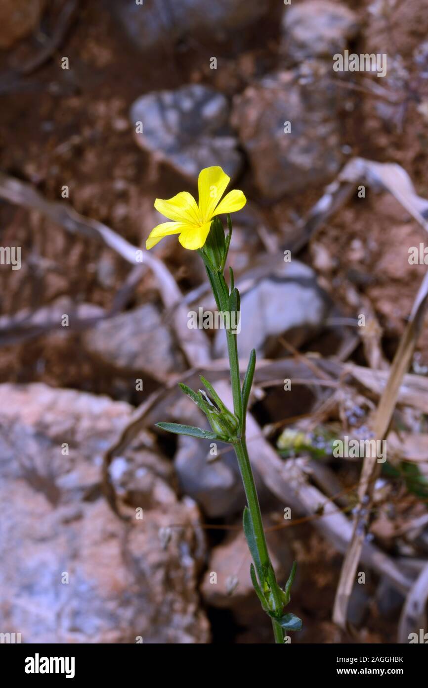 Linum trigynum français (lin) se trouve dans le sud de l'Europe en Méditerranée et les prairies xériques Phrygana. Banque D'Images