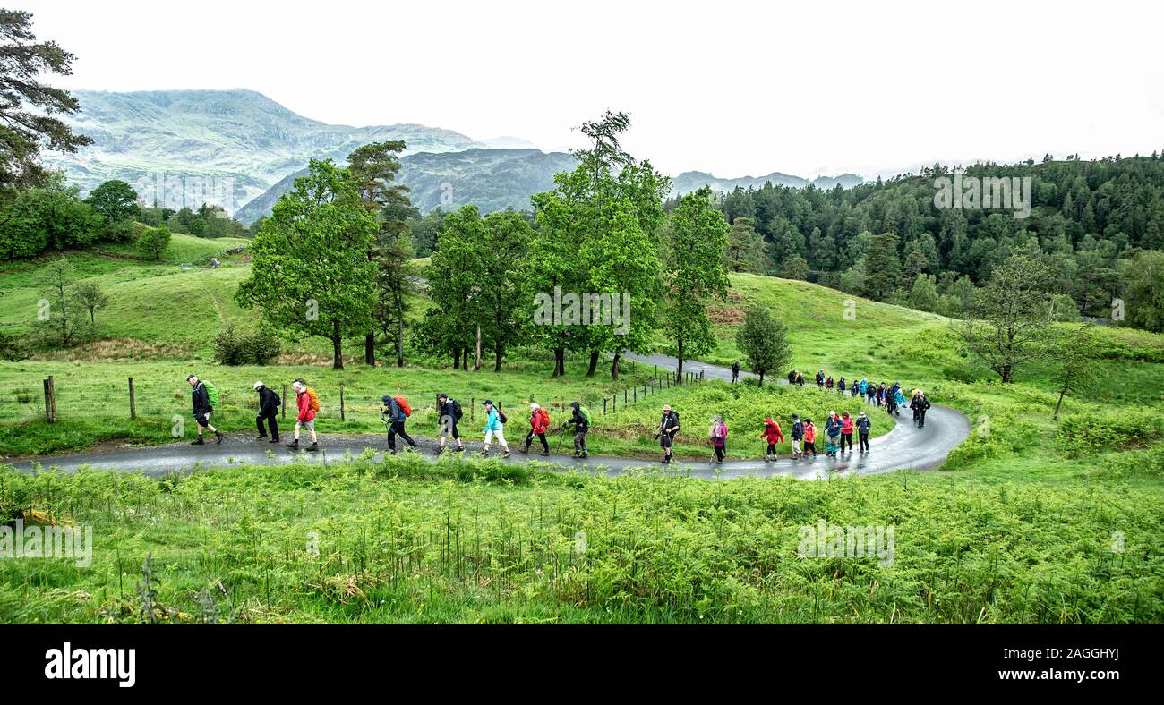 Une ligne sinueuse de marcheurs Randonnées sous la pluie près de Tarn Hows dans le Lake District. Banque D'Images