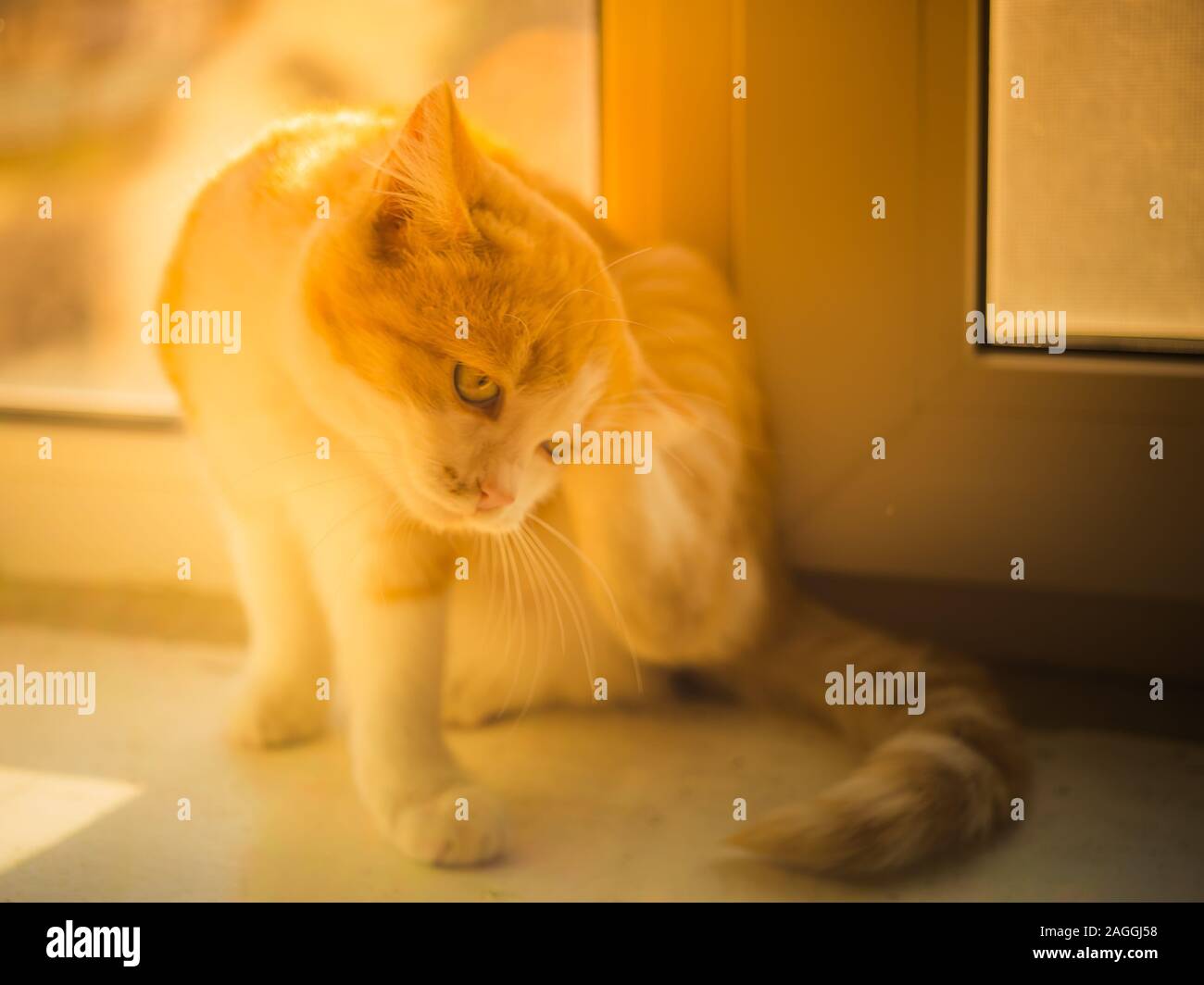 Chat Puce Banque D Image Et Photos Alamy Chat Puce Banque D Image Et Photos Alamy