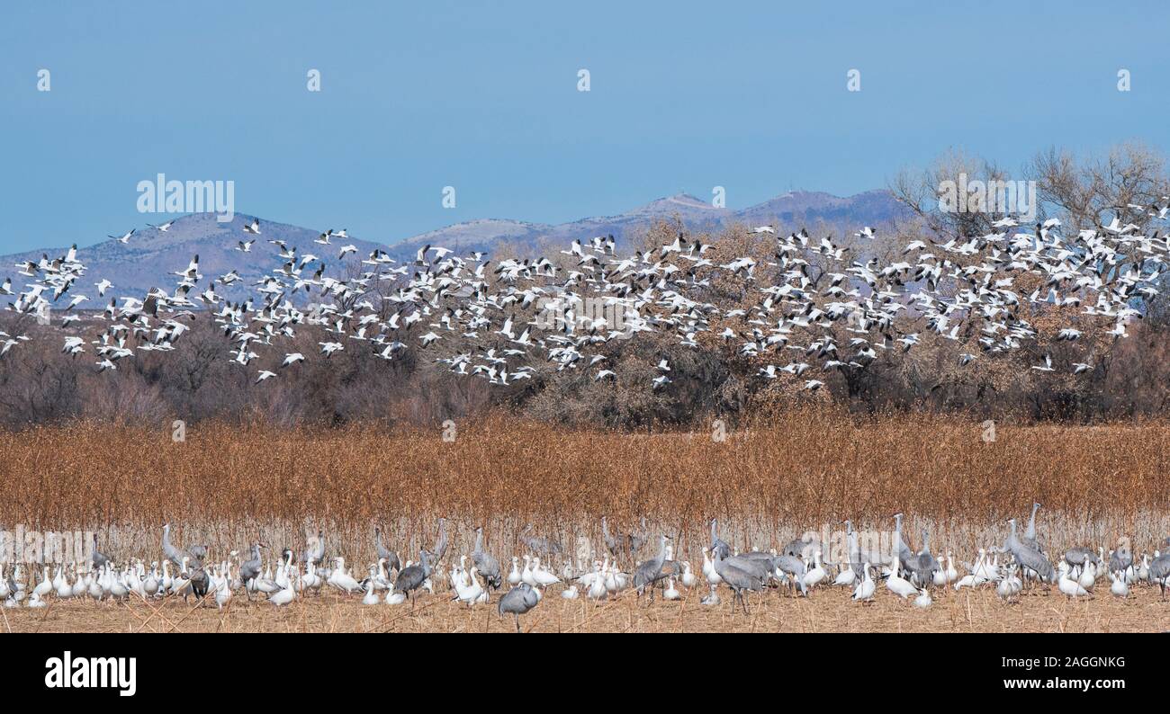 Des neiges Troupeau sur un champ de grues du Canada, plus d'oies, de l'herbe sèche et prairie avec montagnes en arrière-plan Banque D'Images