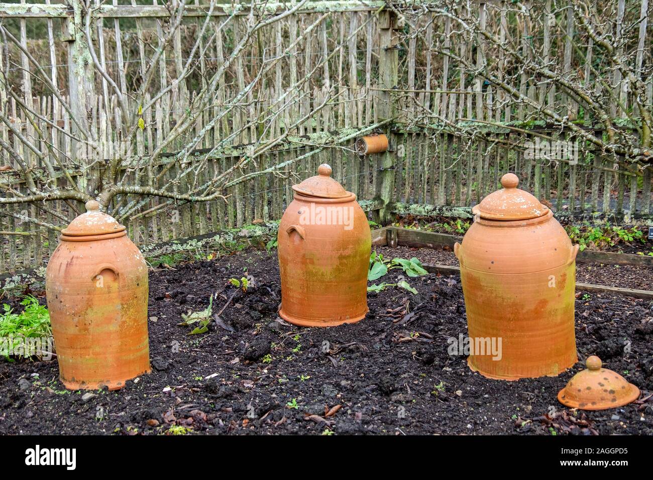 La rhubarbe forcers Banque D'Images