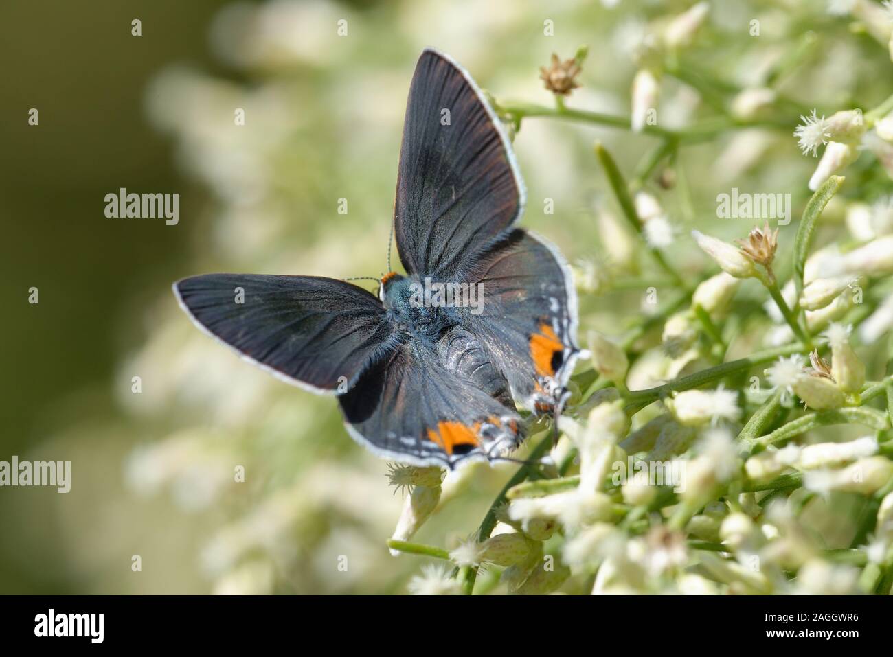 Porte-queue commun alimentation papillon sur les fleurs Banque D'Images