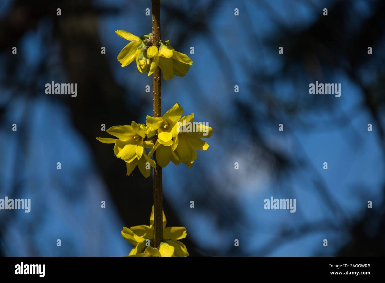 Fleurs jaunes de Forsythia sur une brindille verticale, les arbres et le ciel en arrière-plan - voir un jour ensoleillé Banque D'Images