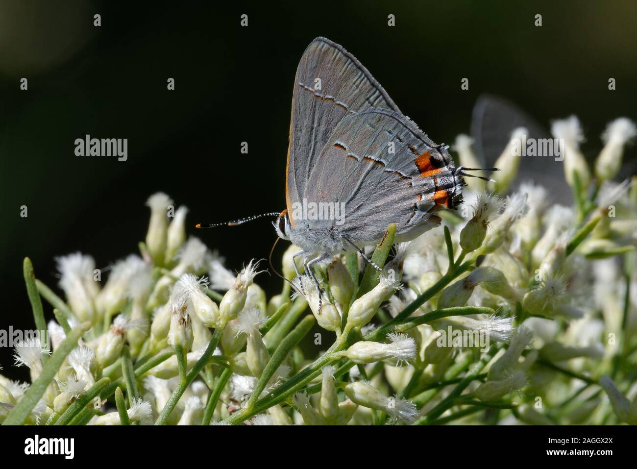 Porte-queue commun alimentation papillon sur les fleurs Banque D'Images