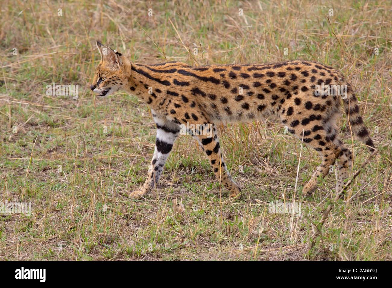Serval cat jump Banque de photographies et d’images à haute résolution