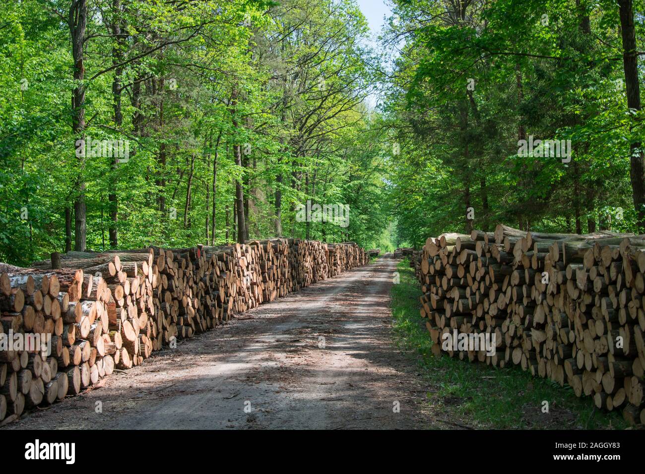 Route et arbres en morceaux allongés sur des pieux dans une forêt verte - voir un jour de printemps Banque D'Images