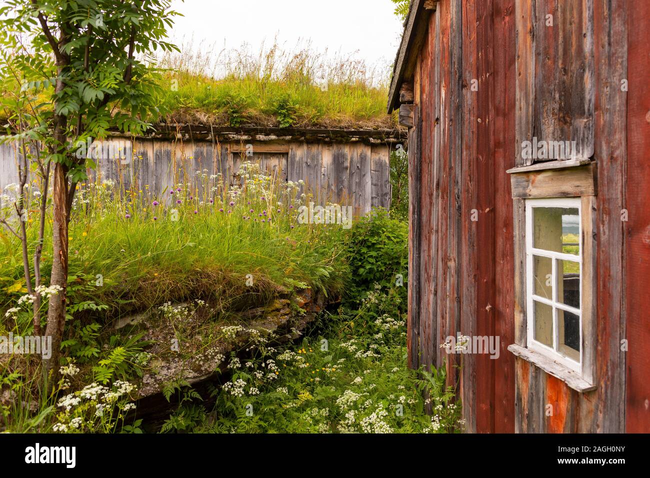 L'ÎLE DE KVALØYA, STRAUMSBUKTA, comté de Troms, NORVÈGE - musée historique village de Straumen Gård avec toit gazon bâtiments. Toit de chaume est traditionnel. Banque D'Images