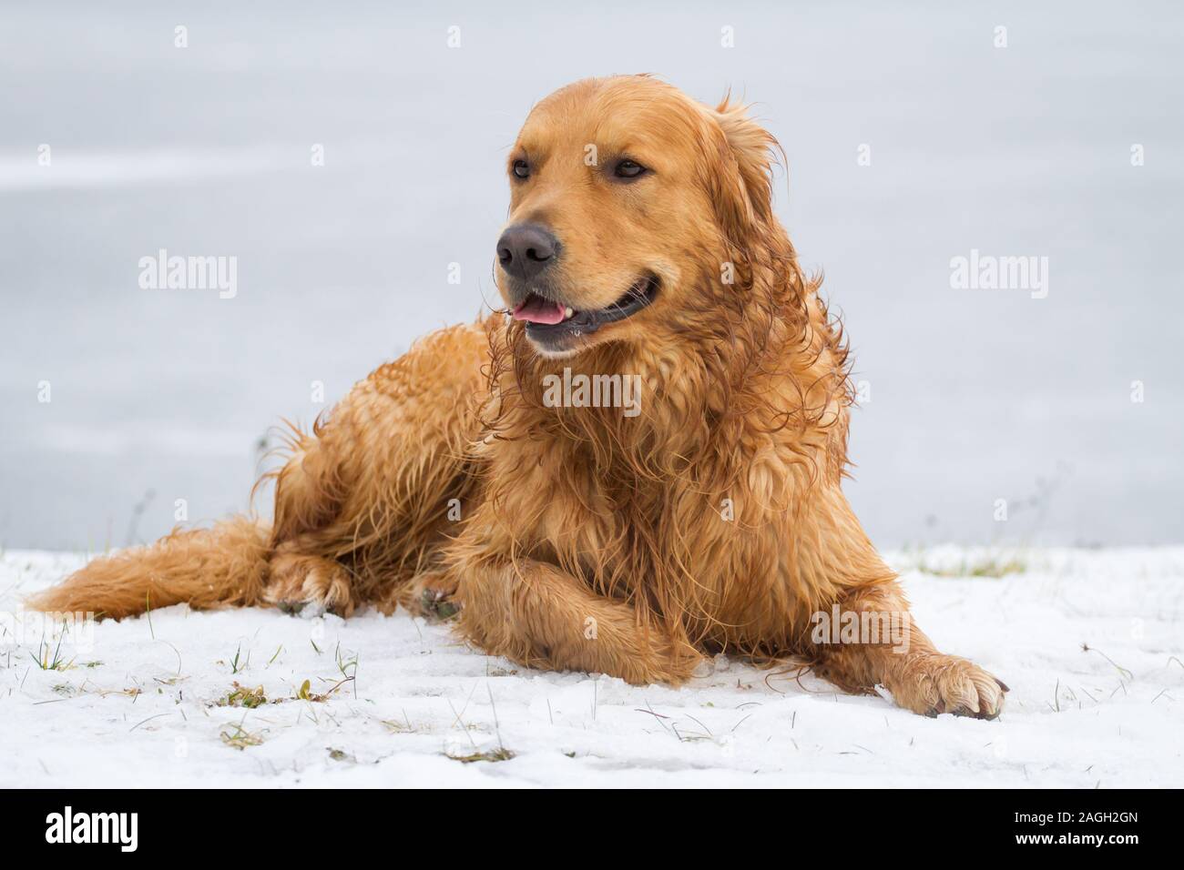 Golden Retriever dog couché dans la neige Banque D'Images