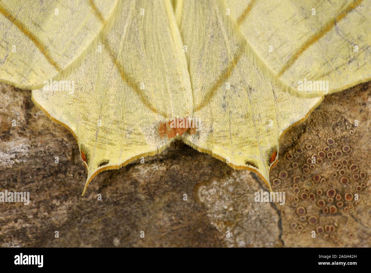 Milan à queue fourchue (Ourapteryx sambucaria) reposant sur le tronc de l'arbre, close-up de tails sur les ailes arrière, au Pays de Galles, juillet Banque D'Images