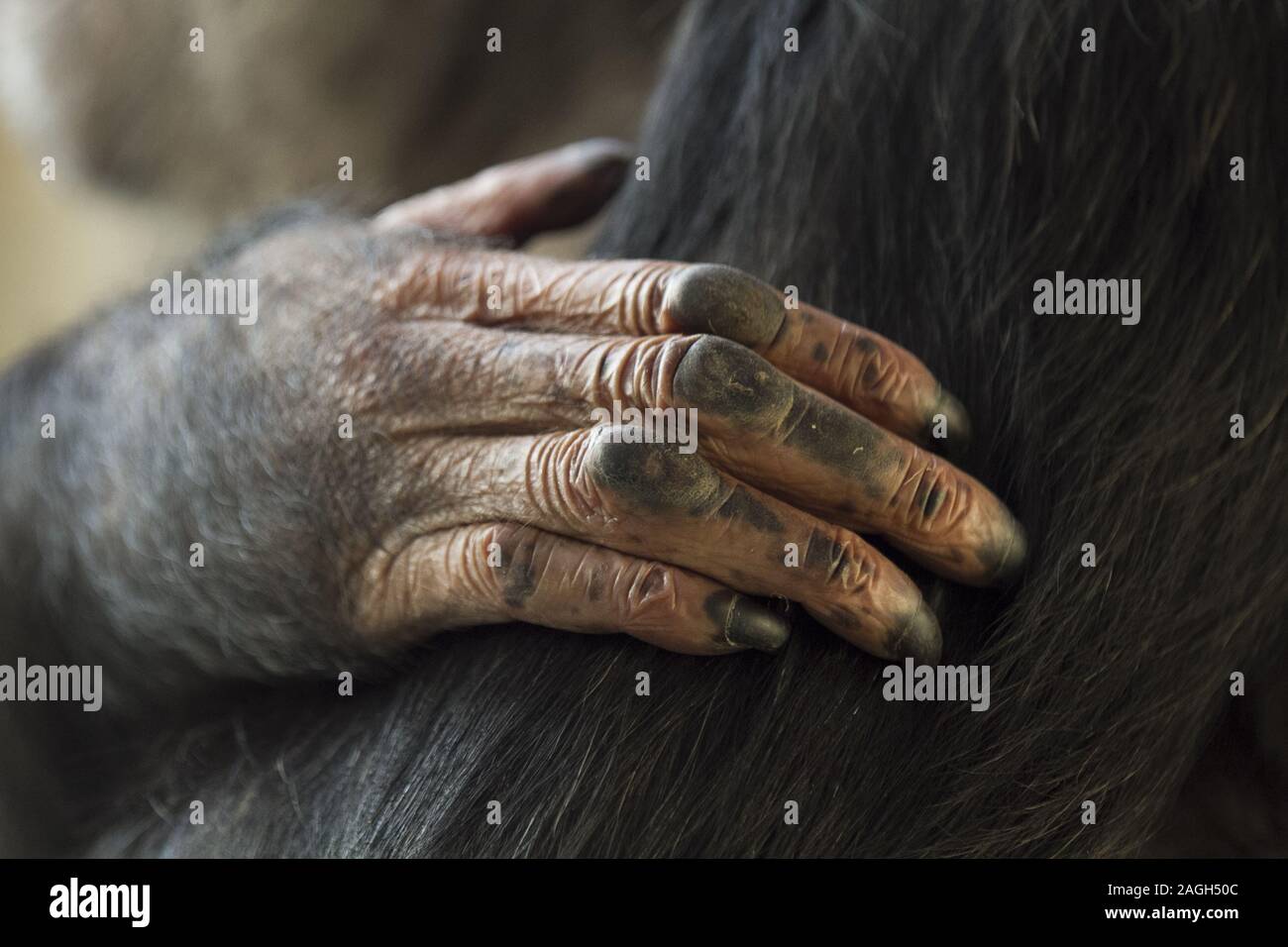Gros plan des mains d'un singe Banque D'Images