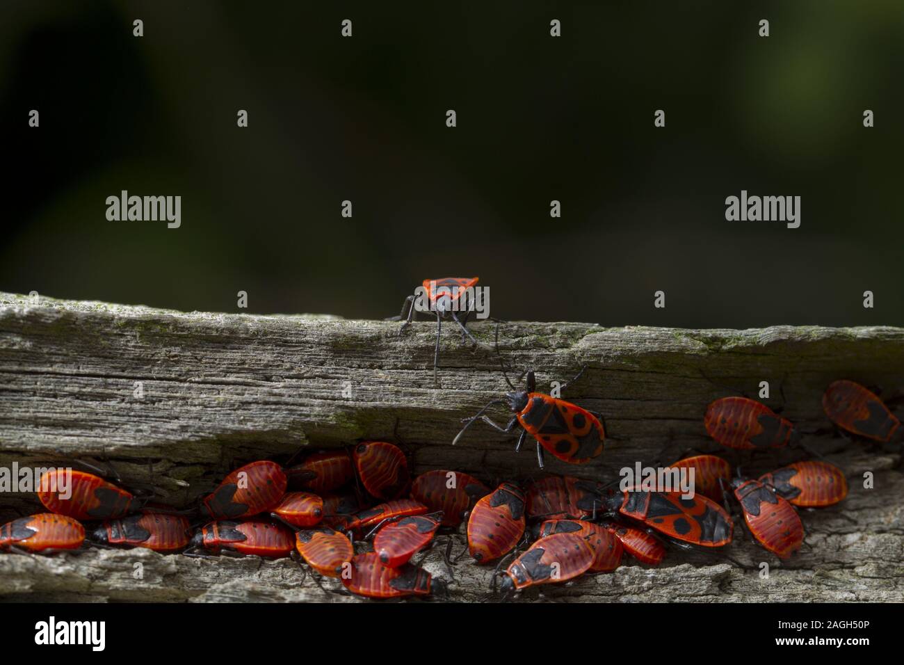 Gros plan des insectes rouges sur un arbre Banque D'Images