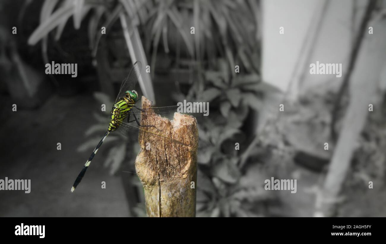 Gros plan d'une libellule sur une surface en bois avec un arrière-plan en niveaux de gris Banque D'Images
