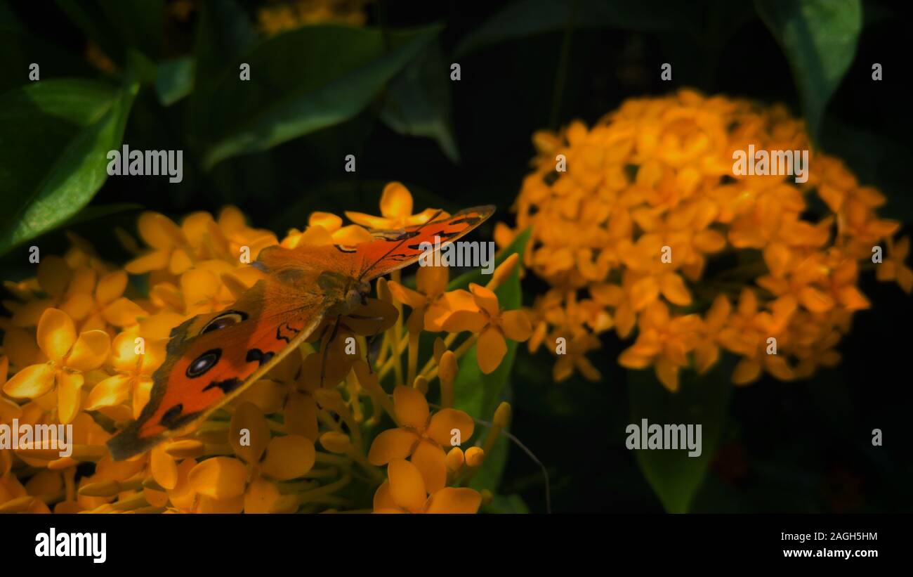 Gros plan d'un beau papillon sur des fleurs jaunes Banque D'Images