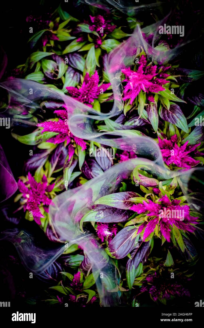 Un bouquet de fleurs dans un cadre sombre chrysantemums Banque D'Images