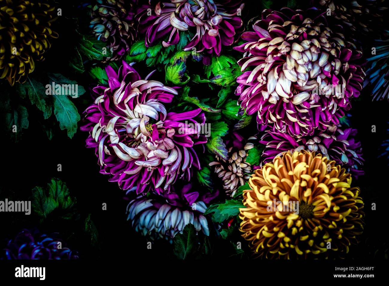 Un bouquet de fleurs dans un cadre sombre chrysantemums Banque D'Images