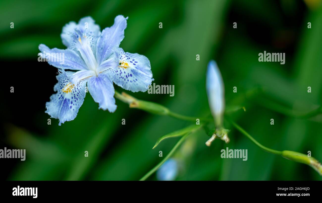 Mise au point sélective d'une belle fleur de papillon bleu avec arrière-plan vert flou Banque D'Images