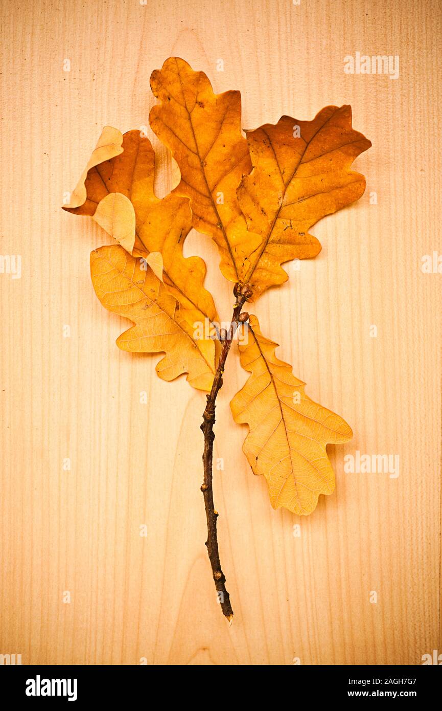 Branche de l'arbre avec les feuilles tombées des glands, studio shot Banque D'Images