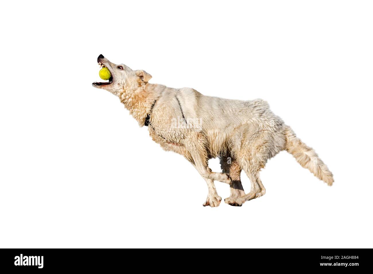 Berger Blanc Suisse / Berger Blanc Suisse chien jouant fetch avec balle de tennis contre fond blanc Banque D'Images