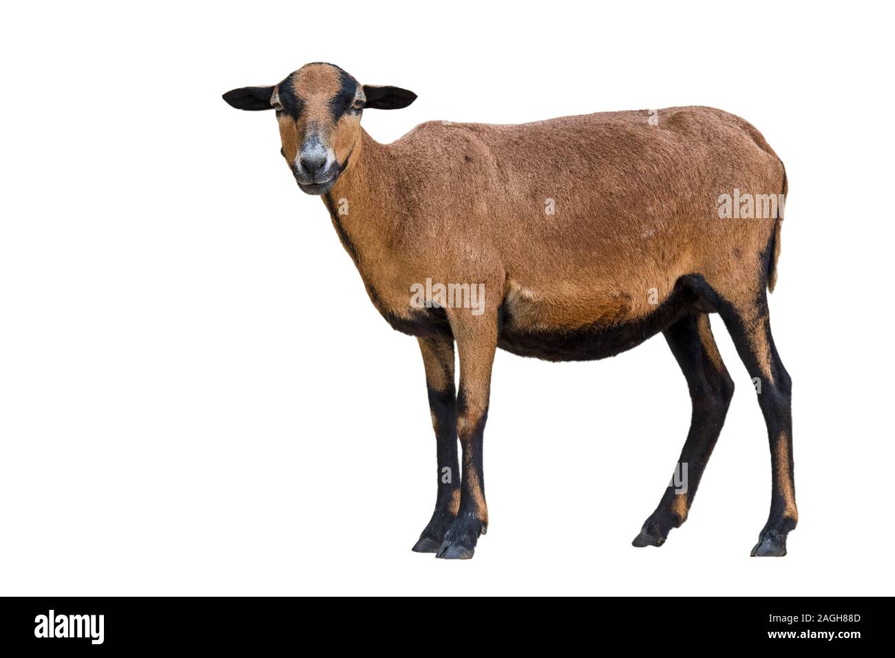 Cameroun dwarf (Ovis aries), brebis de race de moutons domestiqués à partir de l'Afrique de l'Ouest contre fond blanc Banque D'Images