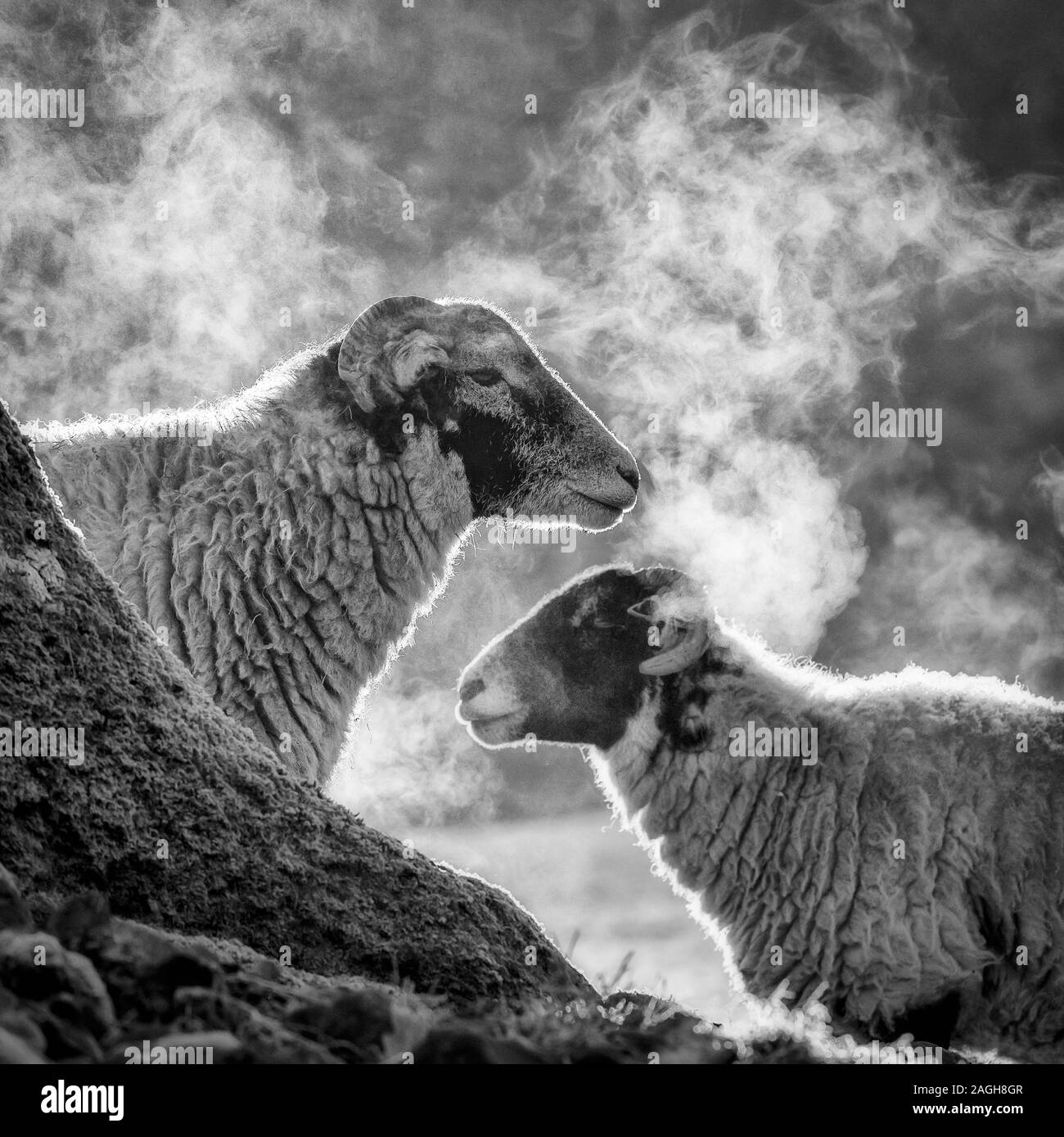 Moutons Swaledale tôt le matin et la température sous le point de lumière du soleil à Penrith, Ullswater, Cumbria, Angleterre. Banque D'Images