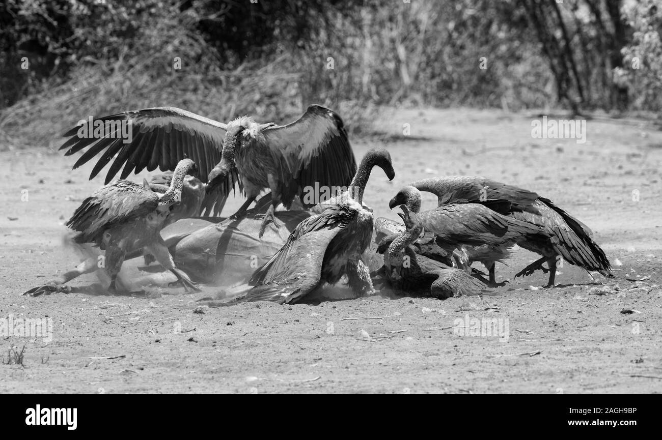 Les vautours à dos blanc manger la carcasse d'un grand koudou, Chobe National Park, Botswana en noir et blanc Banque D'Images