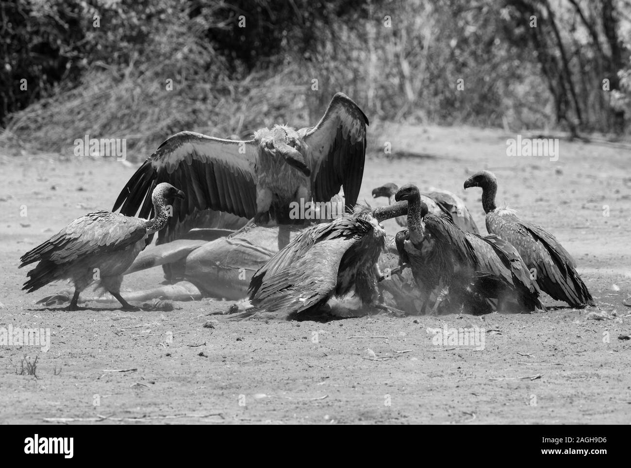 Les vautours à dos blanc manger la carcasse d'un grand koudou, Chobe National Park, Botswana en noir et blanc Banque D'Images