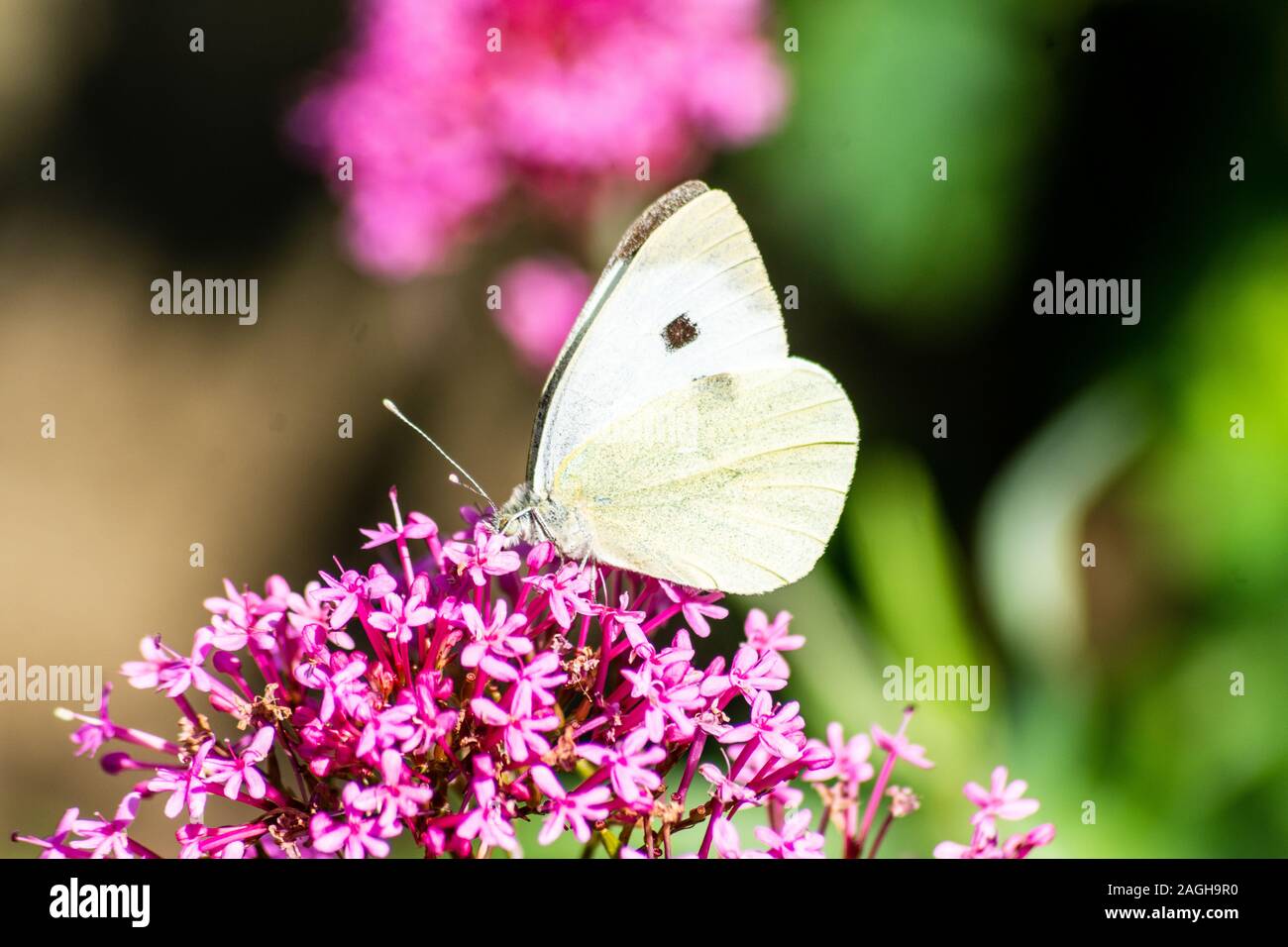 Un grand papillon blanc Pieris brassicae se nourrissant de fleurs rouge Centranthus ruber valériane Banque D'Images