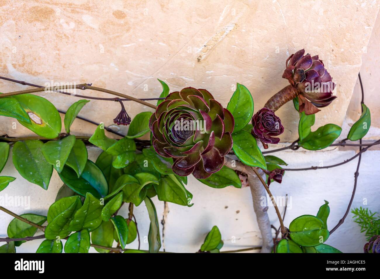 Aeonium arboreum 'Velour' fleurit à proximité d'une chambre à Gozo, Malte Banque D'Images