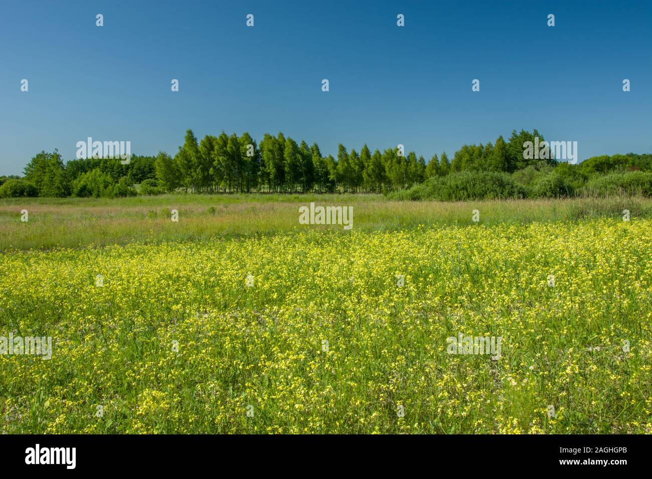 Fleurs jaunes sur une verte prairie sauvage, forêt et ciel bleu Banque D'Images