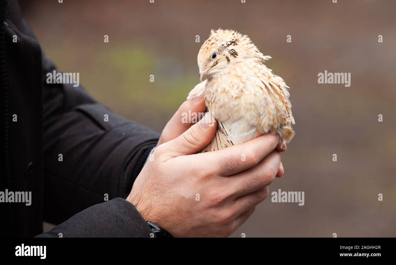 Les cailles dans une ferme de volailles en cage Banque D'Images