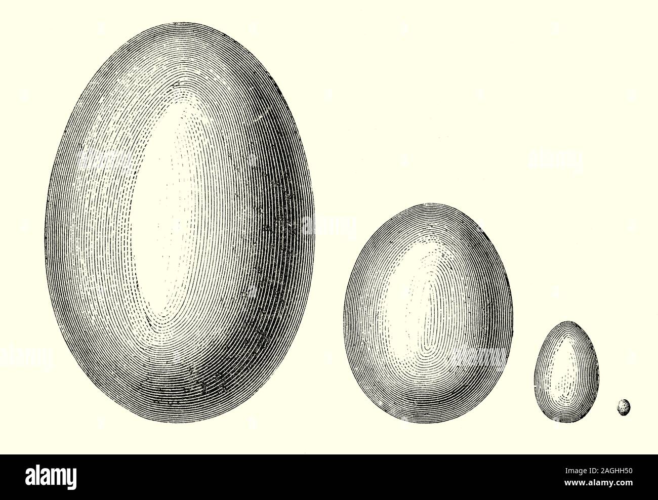 Ornithologie : élevage et les nids : Une illustration comparative de la taille des oeufs d'oiseaux de différentes espèces. La taille des oeufs est généralement proportionnelle à la taille de l'oiseau adultes,à partir de la moitié de l'oeuf de gram le colibri d'au 1,5 kg oeuf de l'autruche. De gauche à droite : un oeuf de l'Aepyornis Maximus pesant jusqu'à 730 kg (1 600 lb) ; Œuf d'Autruche ; oeufs poules domestiques ; et un oiseau de ronflement d'oeufs. Banque D'Images