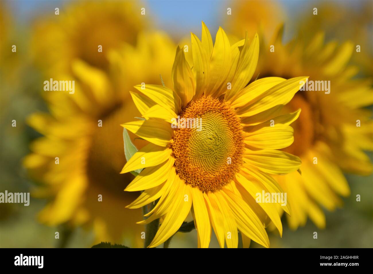 flor de girasol Banque D'Images