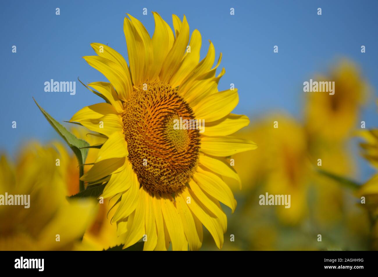 flor de girasol Banque D'Images