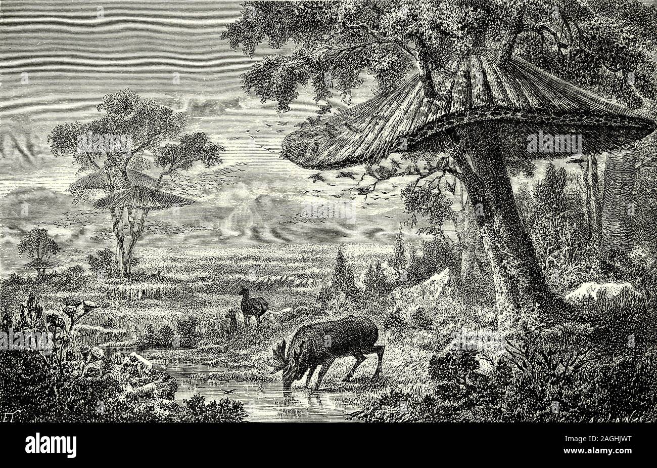 Ornithologie : élevage et les nids : Le nid du social de l'Afrique de l'equité (Loxia) est remarquable. Il peut être le plus grand nid dans le monde aviaire, bien que d'autres prétendants ont été considérées. Les nids peuvent être jusqu'à 7m de diamètre, avec un poids jusqu'à 1 tonne. Les nids sont construits d'herbe sèche et masses nid ne pourrait pas survivre dans les zones de forte pluviosité. Les oiseaux s'entasser dans des chambres froides soirées d'hiver pour élever la température au sein de la chambre. Pendant les jours chauds d'été, les oiseaux à l'abri dans l'ombre fraîche des chambres. Les sites de nidification sont principalement camel thorn arbres mais d'autres espèces d'arbres sont utilisés. Banque D'Images