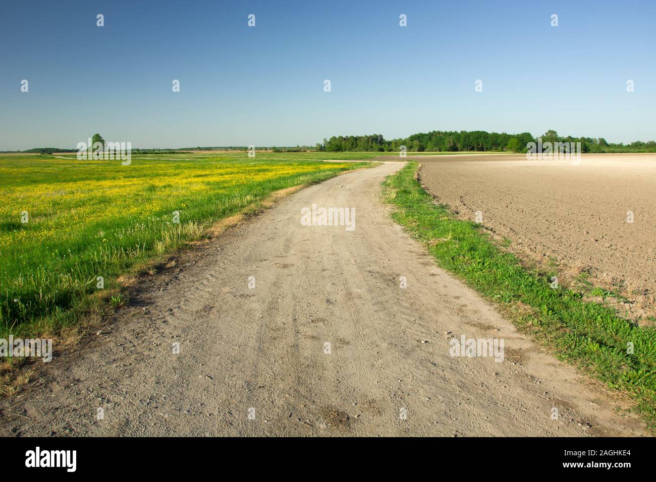 Route de gravier à travers un pré vert avec des fleurs jaunes, champ labouré, arbres à l'horizon et ciel bleu Banque D'Images