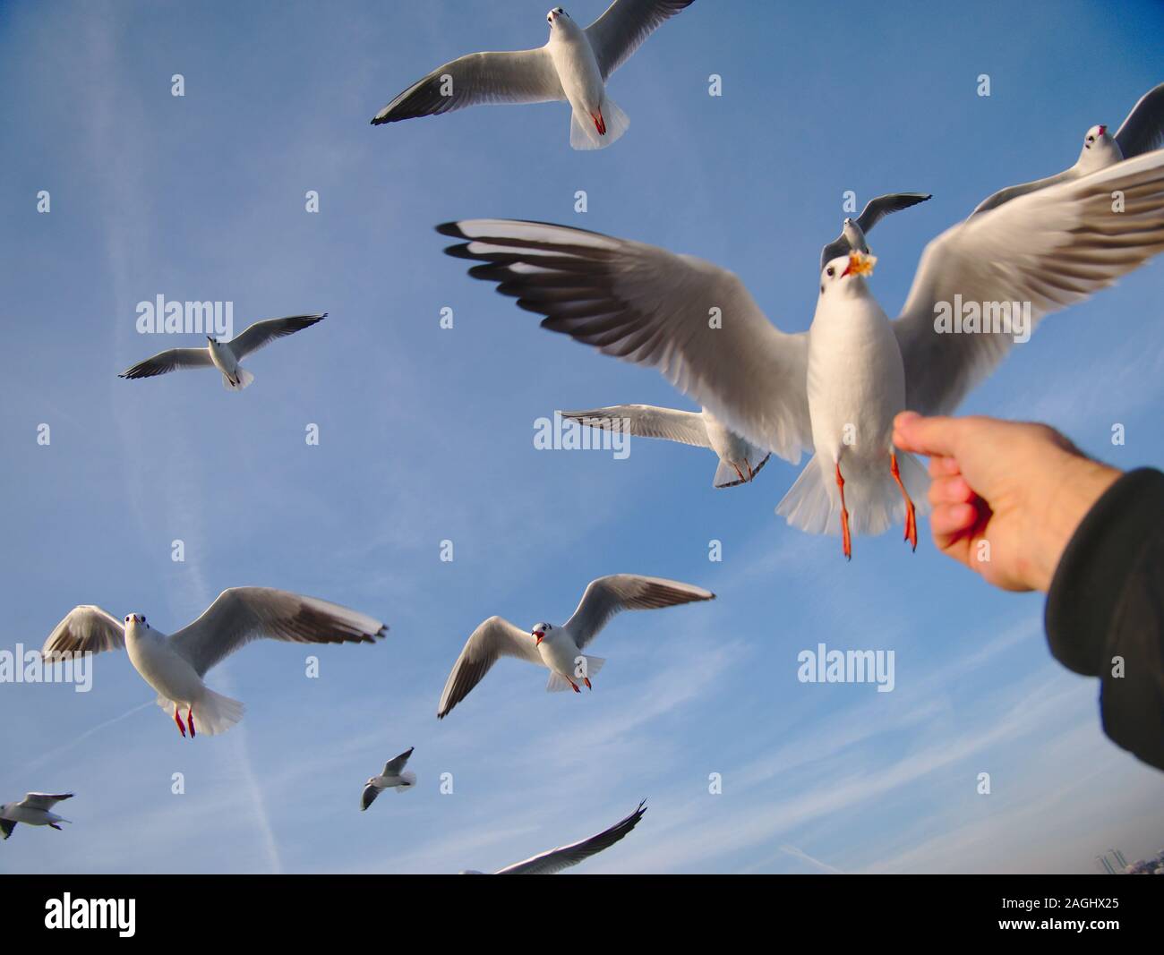 Dans la ville d'İstanbul- intérieur des traversées en ferry de mouettes d'alimentation est devenu une sorte de tradition. La mouette tridactyle est membre de la famille Laridae. Banque D'Images