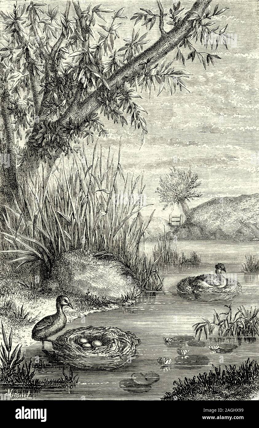 Ornithologie : élevage et les nids : le nid flottant du grèbe castagneux (Tachybaptus ruficollis), également connu sous le nom de dabchick, est membre de la famille de grebe oiseaux de l'eau avec des ditribution. Un excellent nageur et plongeur, il poursuit ses poissons et invertébrés aquatiques sous l'eau. Comme tous les grèbes, il niche au bord de l'eau, car ses pattes sont mis très loin en arrière et il ne peut pas marcher bien. En général de quatre à sept œufs sont déposés. Lorsque l'adulte quitte le nid d'oiseaux il prend généralement soin de couvrir les oeufs avec les mauvaises herbes qui la rend moins susceptible d'être détecté par les prédateurs. Banque D'Images