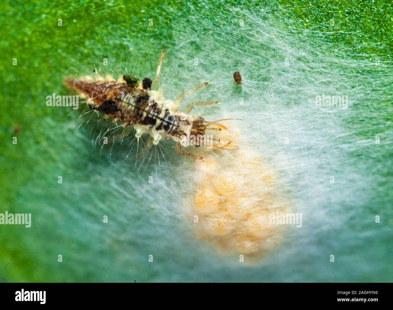 Spider eggs Banque de photographies et d’images à haute résolution Alamy