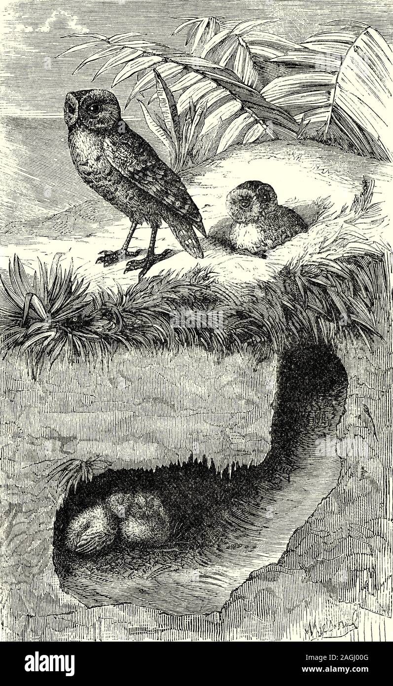 Ornithologie : élevage et les nids : La chevêche des terriers (Athene cunicularia) est une petite chouette à longues pattes trouvés tout au long de paysages ouverts d'Amérique du Nord et du Sud. Les Chevêches des terriers peuvent être trouvés dans les prairies, les pâturages, les zones agricoles, les déserts, ou toute autre zone sèche ouvert avec végétation basse. Ils nichent et se percher dans des terriers, comme celles creusées par les chiens de prairie. Si burrows sont indisponibles, le sol n'est pas difficile ou rocheux, les hiboux peuvent creuser leurs propres et niche aussi dans les eaux peu profondes, underground, des structures qui ont un accès facile à la surface. Banque D'Images