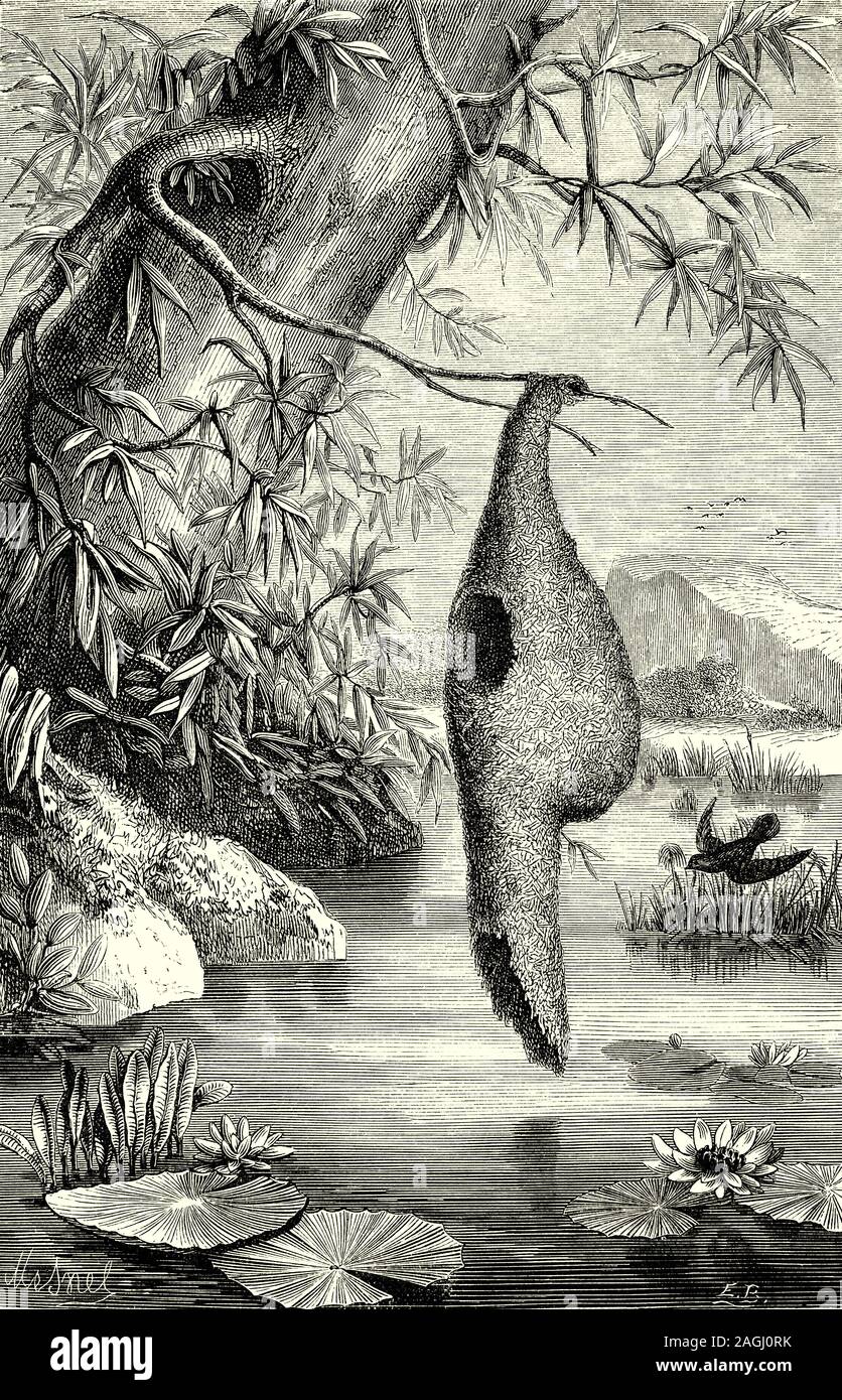 Ornithologie : sélection et les nids : Baya Weaver (Ploceus philippinus) est un weaverbird trouvés dans tout le sous-continent indien et en Asie du sud-est. Des bandes de ces oiseaux sont trouvés dans les prairies, les zones cultivées, le maquis et la croissance secondaire et ils sont connus pour leurs nids en forme de cornue pendaison tissés à partir de feuilles. Ces colonies de nidification sont habituellement trouvés sur les arbres épineux ou les palmes et les nids sont souvent construits près de l'eau ou suspendue au-dessus de l'eau où les prédateurs ne peuvent pas atteindre facilement. Banque D'Images