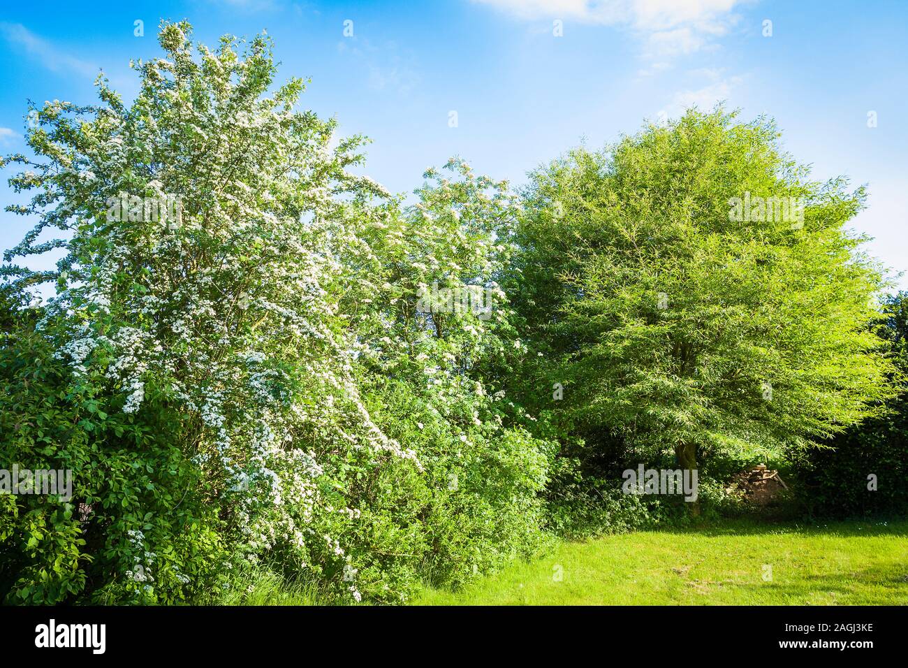Les jeunes la croissance de printemps sur trois arbres feuillus formant partie d'une limite de couverture d'un jardin anglais en mai Banque D'Images