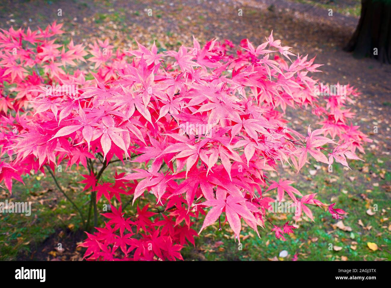 La couleur en automne sur un jeune arbre d'érable dans un jardin botanique en anglais Banque D'Images
