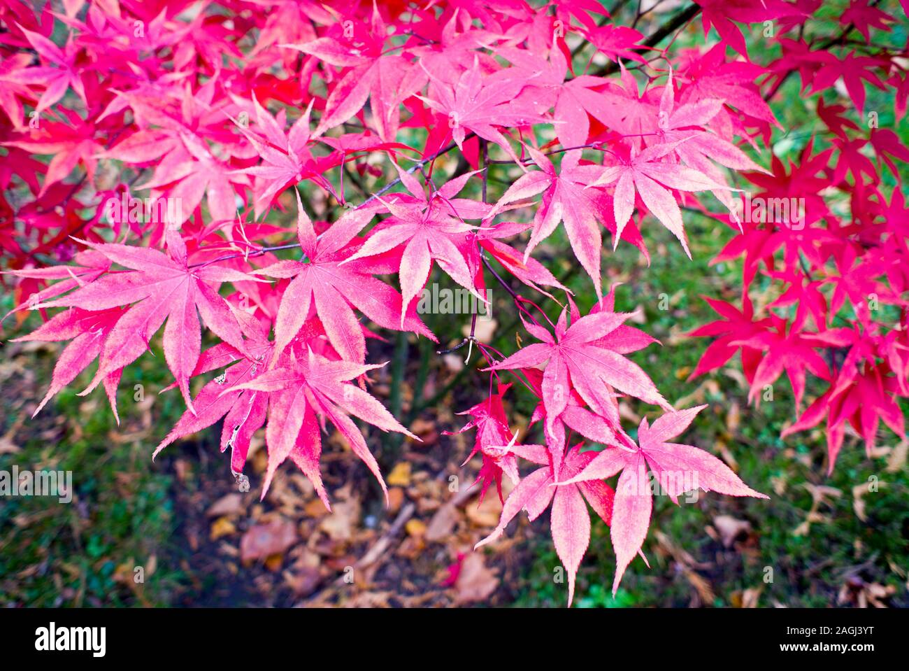 La couleur en automne sur un jeune arbre d'érable dans un jardin botanique en anglais Banque D'Images