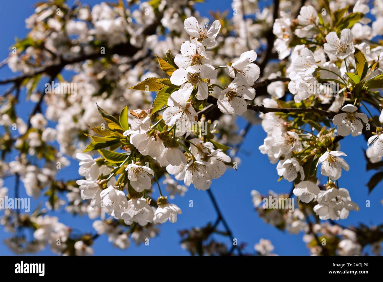 Cherry-tree fleurissent au printemps, détail de quelques fleurs. Banque D'Images