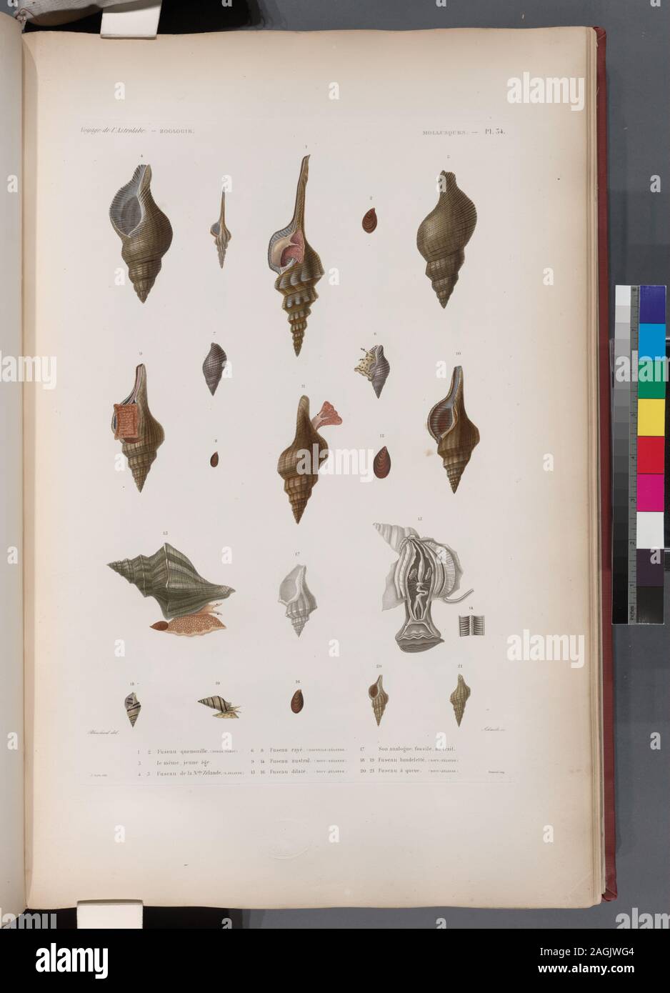 Mollusques : 1. 2. Fuseau quenouille. (Tonga-Tabou.) ; 3. Le méme jeune âge ; 4. 5. Fuseau de la nelle. Zélande. (N. Zékabde.) ; 6.- 8. Fuseau rayé. (Nouv-Zélande.) ; 9.- 14. Fuseau austral. (Nouv-Zélande.) ; 15. 16. Fuseau dilaté. (Nouv-Zélande.) ; 17. Son caractère analogique au fossile ; 18. 19. Fuseau bandeletté. (Nouv-Zélande.) ; 20. 21. Fuseau à queue. (Nouv-Zélande.) ; Mollusques : 1. 2. Fuseau quenouille. (Tonga-Tabou.) ; 3. Le méme jeune âge ; 4. 5. Fuseau de la nelle. Zélande. (N. Zékabde.) ; 6.- 8. Fuseau rayé. (Nouv-Zélande.) ; 9.- 14. Fuseau austral. (Nouv-Zélande.) ; 15. 16. Fuseau dilaté. (Nouv-Zélan Banque D'Images