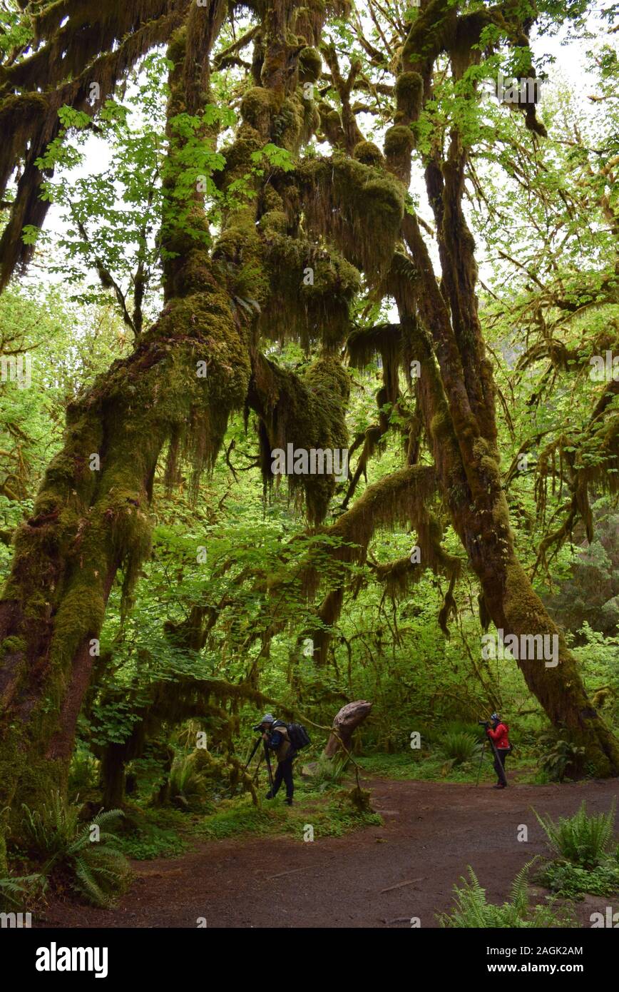 La capture des photographes de paysages d'un autre monde dans le hall de mousses, d'Hoh Rainforest, Olympic National Park. Banque D'Images