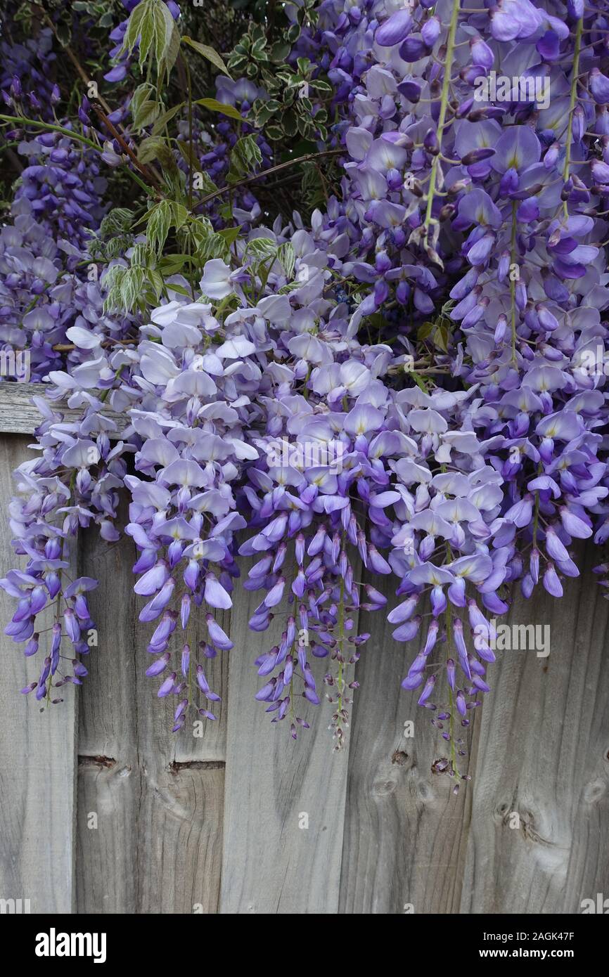 Wisteria avec fleurs violettes se développe sur une clôture de banlieue Banque D'Images
