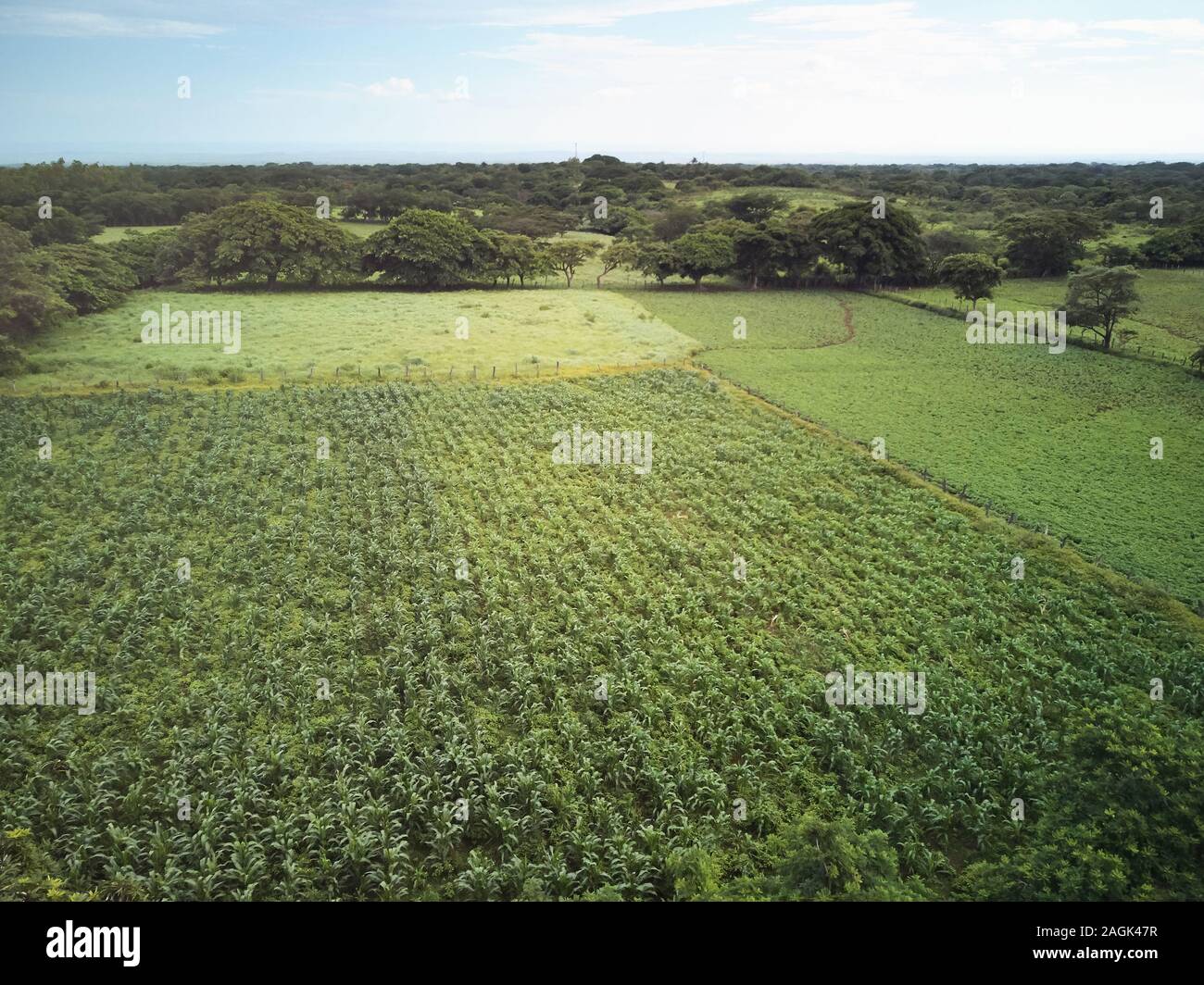 Pré Vert agricole au-dessus de fond haut Vue de drones Banque D'Images Pré Vert agricole au-dessus de fond haut Vue de drones Banque D'Images